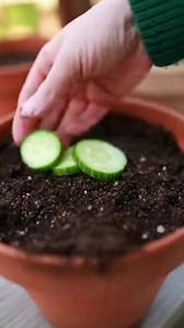 9 Innovative Cucumber Trellis Concepts to Elevate Your Harvest to New Heights 🥒 Full article in the first Comment 👇🏻 | Garden Designs & Tips