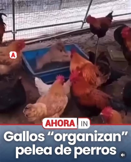 #ayynomemes #comedia #memes #humor #fyp | Ay no Memes