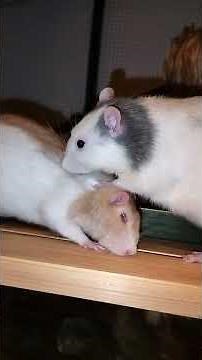 Get mlem mlem mlemed #rat