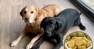 The super quick veggie dog biscuit recipe with peas and carrot