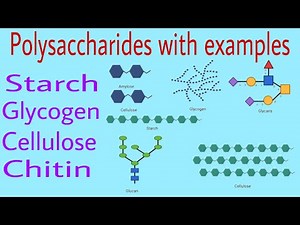 Polysaccharides with examples (Starch,glycogen,cellulose and chitin) by Ak lec 9