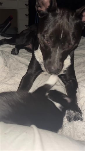 wendyskitties❌1974😻 (@wendyskitties)’s videos with sonido original - Alfredo