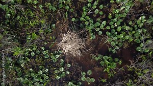 Zoom out of a beaver den in a swamp