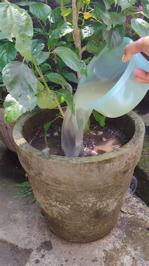Simple way of making Lemon peel liquid fertilizer at home #homebfertilizer#ytshort #flowertypes