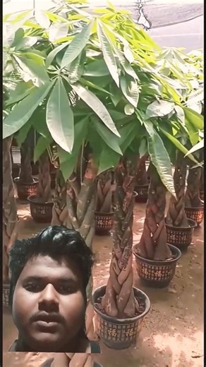 Technique for Braiding Money Trees #farmingtech @HappyFarm85#shorts #shorts #azmi gang 1 #video