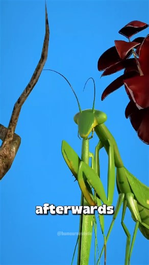 Why Female Mantis do this? 😳🤯🥺 3 Amazing facts about insects that will blow your mind 🤯 #mantis #femalemantis #mantises #insects #naturelovers #science #educational #ants #spider #wasp