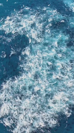 Truly mind blowing! But, why do Bluefin shoal in such numbers? ⬇️ Bluefin are not solitary apex predators, they are highly social and shoal for several reasons... 1️⃣ Hunting efficiency A group of tuna can herd prey far more effectively than individuals. Coordinated pressure makes baitfish panic and form tight balls that are easy to strike. 2️⃣ Energy conservation Swimming in formation reduces drag. Like cyclists in a peloton, individuals take turns leading and conserve energy for feeding bursts