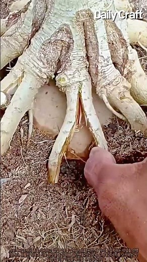 식물 생육을 돕는 정밀 나무 뿌리 접목 기법 #worker #process #farming #nature #propagation