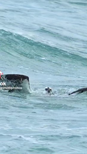 Nature is wild 👀 Mark Smith Photography | NOK