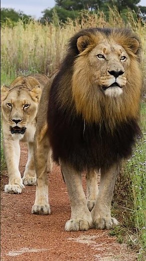 Real LION KING Walks Through His Kingdom #cat #wildlife #nature