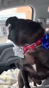 18M views · 549K reactions | "Carter lost his best friend Piper when she was let outside to go potty and didn’t come back when she was called. She was gone for weeks and her family was losing hope, so when Carter’s mom got the call that Piper was found at the Genesee County Animal Shelter, she knew she had to surprise her son in the most special way. His reaction says more about love than any words could." ❤️ : Victoria Toumit on LinkedIn | Some Good News | Facebook