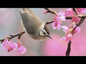 KD lang - I Dream of Spring