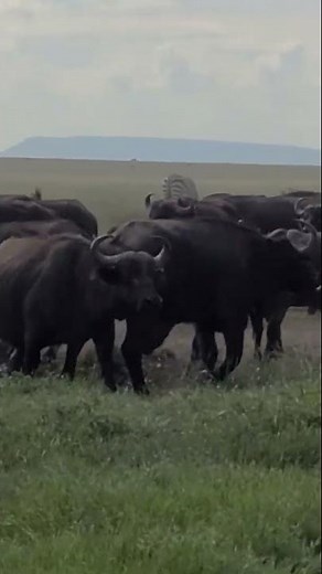 African Buffalo: Waterhole Frenzy. #africanbuffalo, #wildlife, #africa,#2023,#bigfive