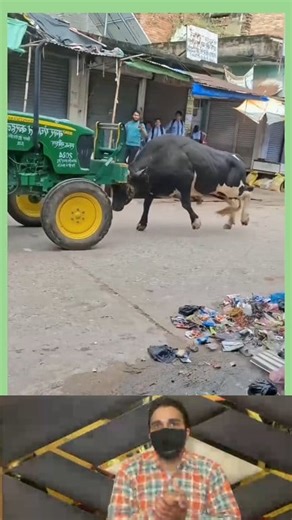 Bull vs tractor check the bull power watch full video #animal #buffalo #animals #cow #horses | Tanisha life style