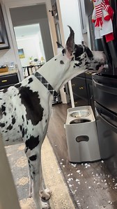 Yall warned me !!!!!!!! Happy Monday !!!!!Pepper the Dane #icecookies #funnyvideos #greatdane #cleanup | Pepper Bug Hamilton