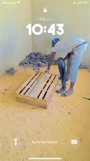 Understanding the Grey Parrot: A Heartwarming Insight