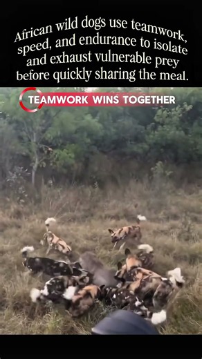African Wild Dogs Hunt as One 🐕🔥
