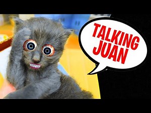 My Little Talking Juan in real life. DIY
