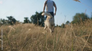Unrecognizable man walks outdoors with his labrador. Guy spends time together with his pet in nature. Domestic animal follows its owner. Back view Slow motion Close up