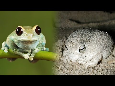The CUTEST FROGS In The World
