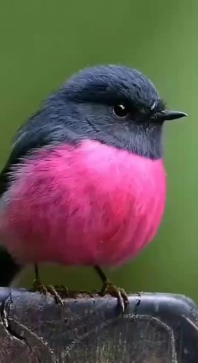 Vidéos de National Geo (@nationalgeo.wild) avec son original - National Geo