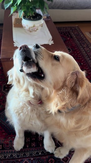 #goldenretriever #fyp #belleeaslan #dog