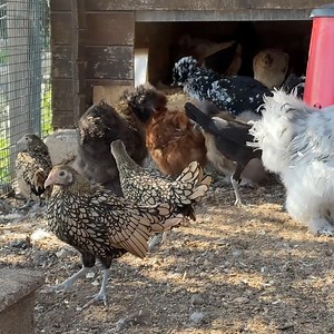 1.2M views · 11K reactions | Les poules de luxe de Caroline nous montre comment éviter les poux rouges, les accessoires utiles pour maintenir une bonne hygienne au poulailler, ainsi que des mangeoires anti rat et oiseaux. | L'ArchiPelle | Facebook