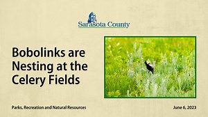 1.1K views · 32 reactions | The Celery Fields are a special home for migrating Bobolink birds through July.  #SRQCountyParks Lynda Becherelli shares why the area might look a little different during this season. | Sarasota County Government | Facebook