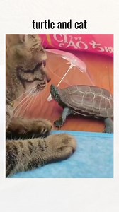 turtle and cat | Ray vines