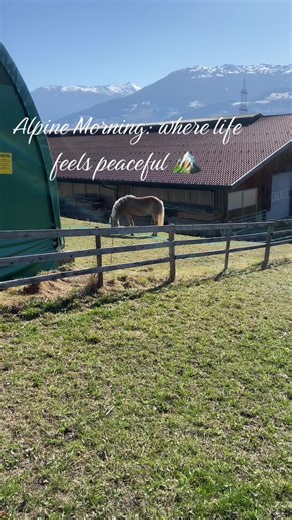 Alpine Morning: where life feels peaceful 🏔️ Farm animals grazing freely on alpine meadows 🐄🌿 No filters — just real sounds of nature, wind, and calm Slow down for a moment… this is real life in the Alps #a#alpsn#natureloversp#peacefuls#slowlivingmountainlife