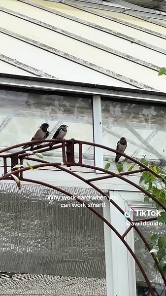 aWildGuide on TikTok