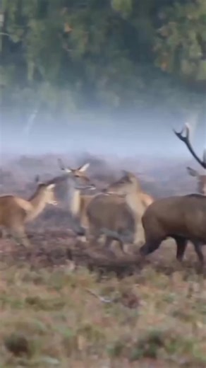 Red Deer Mating Behavior in the Wild