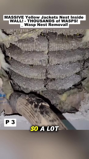 Safe Wasp Nest Removal Techniques for Homeowners