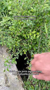 This is one of the trees that can be made bonsai. #bonsai #bonsaitree #garden #gardening #diy #craft #fblifestyle #bonsaiworld | Herman Key