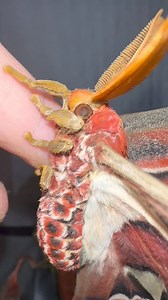 38K views · 1.4K reactions | Watch how this cool looking caterpillar transform later into a stunning giant atlas moth! #moths | Jumping spider & Moth life | Facebook