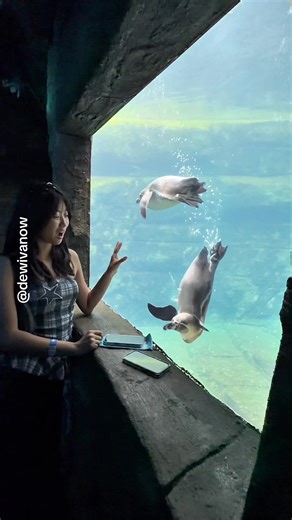 Tari Pinguin yang Menghibur dan Unik