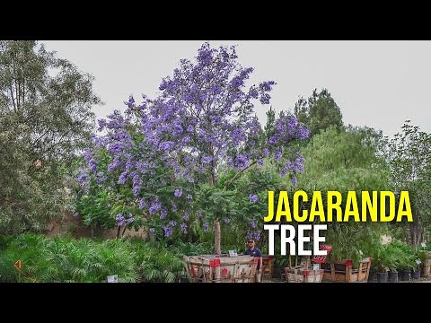 Add These Purple Flowering Trees to Your Landscape: Jacaranda Trees