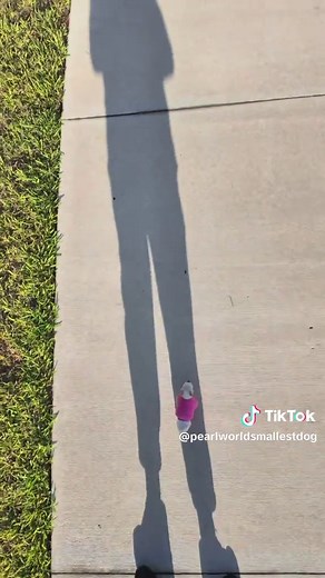 #PearlTheChihuahua #WorldsSmallestDog #GuinnessWorldRecords #TinyDog #PearlTheWorldsSmallestDog