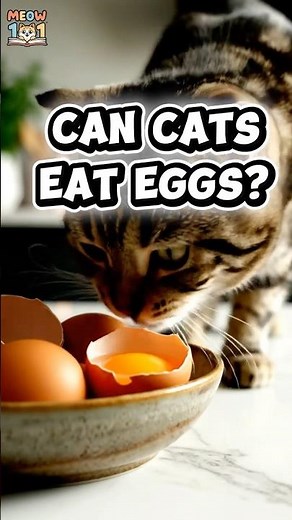 Can Cats Eat Eggs? 🥚 (RAW vs COOKED) | Cat Food Safety Guide #CatNutrition #SafeForCats