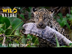 WILD AMAZON | Mysteries of the Ultimate Predators | Animal documentary