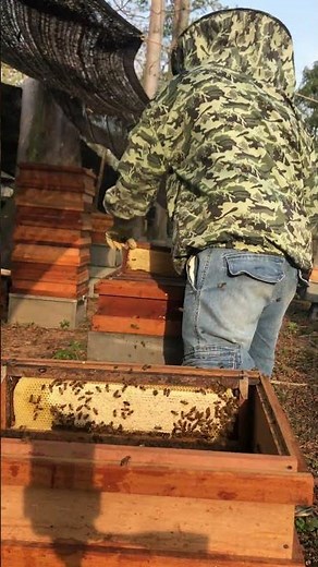 🍯 Harvesting Pure Raw Honey | Nature’s Liquid Gold 🐝 #shorts
