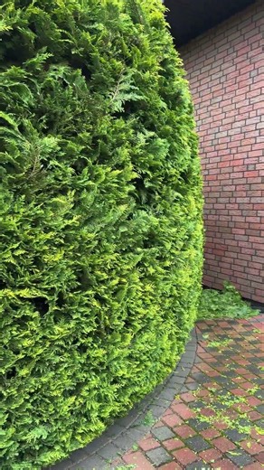 #shorts Cypress hedge