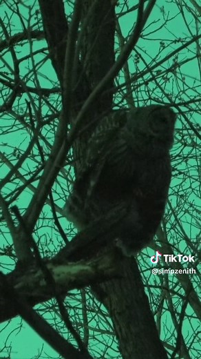 Barred Owl Caterwauling in the Spring