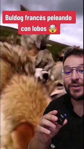 Bulldog Francés vs Lobos: La Pelea Inesperada