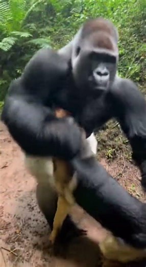 Unbelievable Stand-off: Gorilla and Dog Battle in the Wild! #shorts
