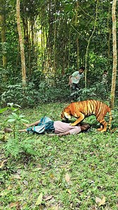 Cinematic Tiger 🐅 Scene Created with VFX Editing | Purely Visual Effects #vfx #tiger #reels #wildlife #newrelease | Vfx- fun team
