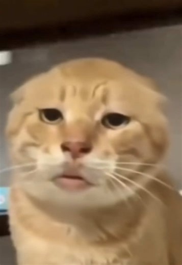 All-nighters b feelin like fnaf ✌️😭 #fyp #08 #viral #foryoupage | All Nighter