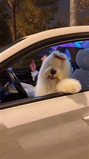 unipats on Instagram: "Whose pup grooves to the beat like this? 🎶🐾 Does your dog have some dance moves too? 👇 Share your pet’s best music moments! #doglife"