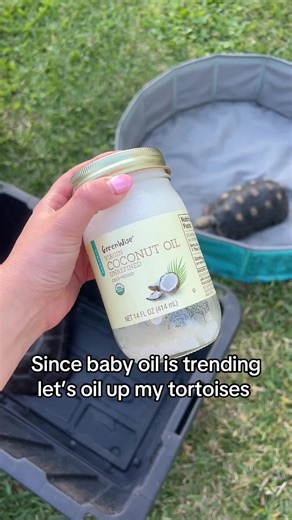 Effective Tips for Maintaining Healthy Tortoises