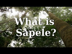 What is Sapele
